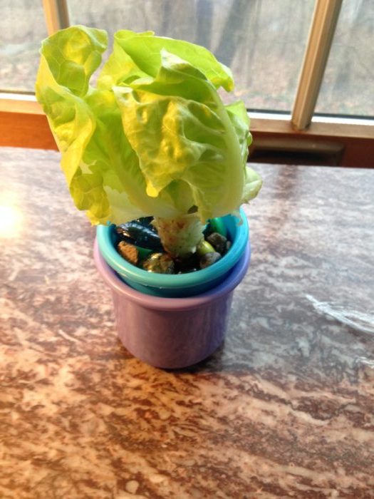 hydroponic-grow-system